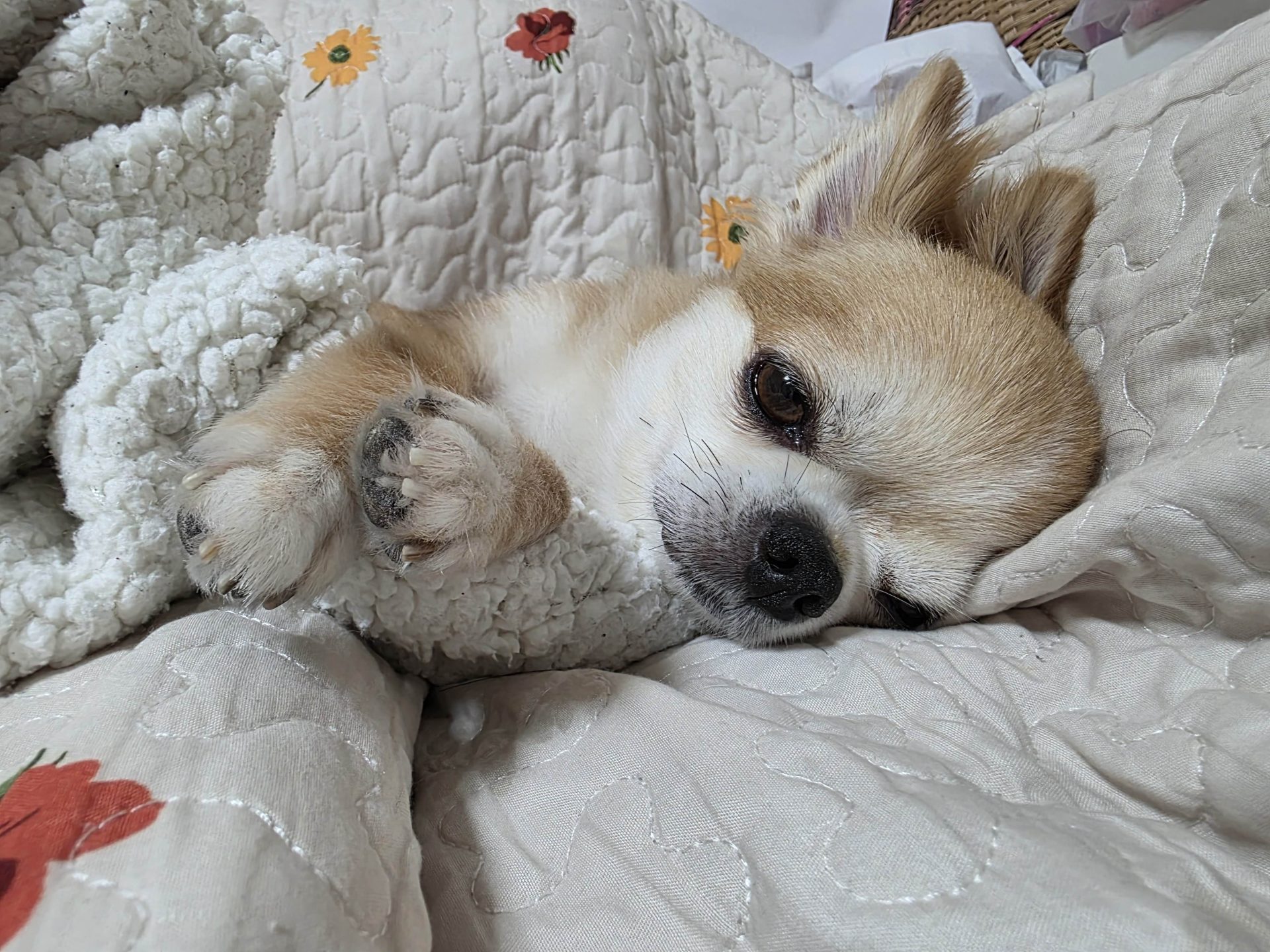 布施 ももこ